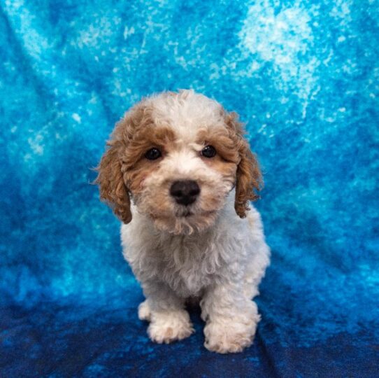 Bichon-Poodle-DOG-Male-Cream-1163-Petland Pensacola, Florida