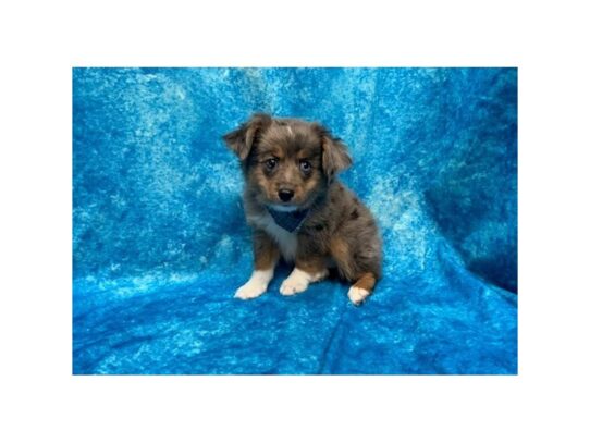 Australian Shepherd DOG Male Blue Merle 13764 Petland Pensacola, Florida