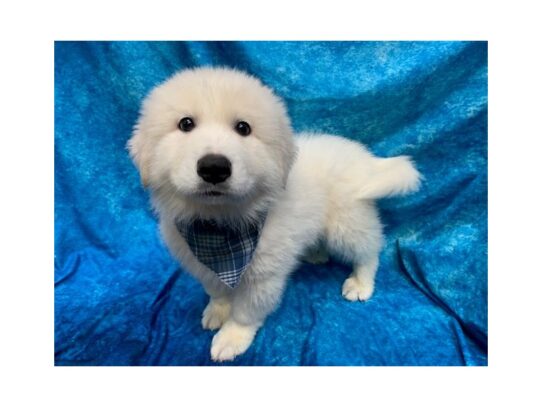 Great Pyrenees DOG Male White / Cream 13766 Petland Pensacola, Florida