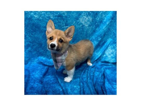 Pembroke Welsh Corgi DOG Female Fawn / White 13771 Petland Pensacola, Florida