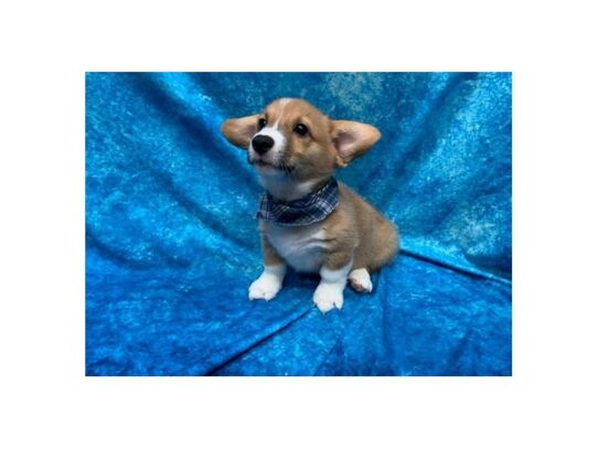 Pembroke Welsh Corgi DOG Male Red / White 13767 Petland Pensacola, Florida