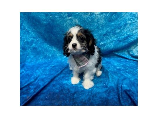 Cavapoo DOG Female White Black / Tan 13768 Petland Pensacola, Florida