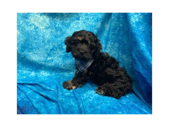 Cockapoo DOG Male Black / Tan 13769 Petland Pensacola, Florida