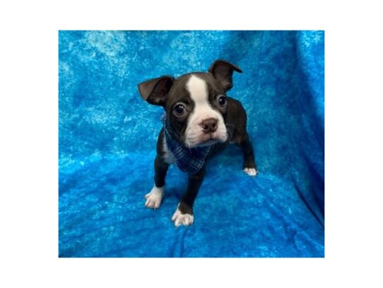 Boston Terrier-DOG-Male-Seal / White-13765-Petland Pensacola, Florida