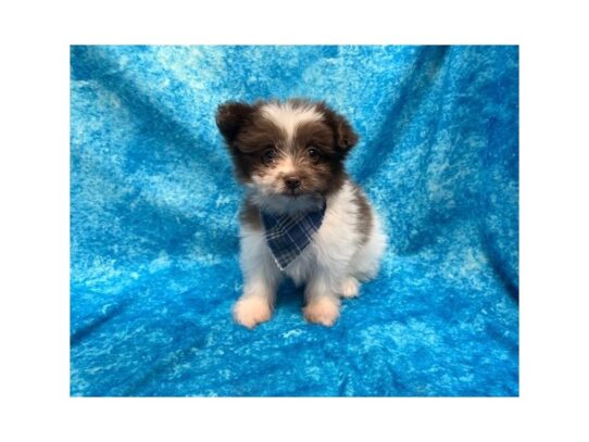 Pomapoo DOG Male Chocolate 13770 Petland Pensacola, Florida