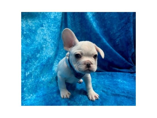 French Bulldog DOG Male Platinum 13775 Petland Pensacola, Florida