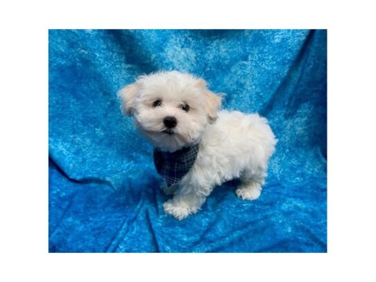 Coton De Tulear-DOG-Male-White-13783-Petland Pensacola, Florida