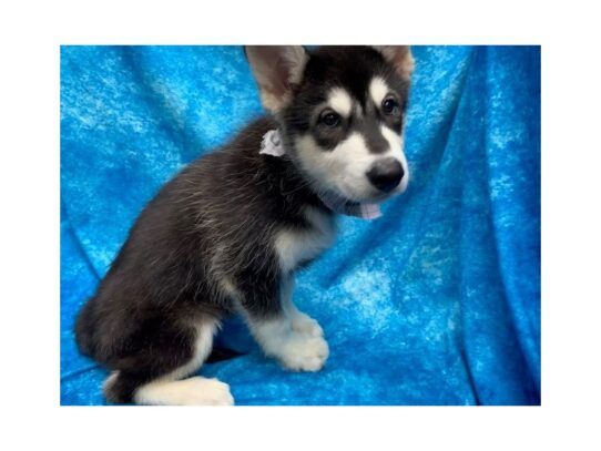 Alaskan Malamute DOG Female Black / White 13772 Petland Pensacola, Florida