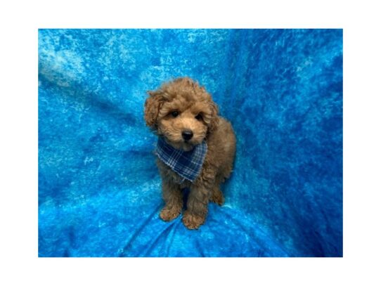 Poodle DOG Male Red 13781 Petland Pensacola, Florida