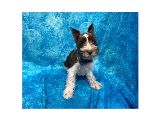 Miniature Schnauzer-DOG-Male-Chocolate / White-13776-Petland Pensacola, Florida