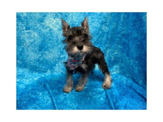 Miniature Schnauzer-DOG-Female-Salt / Pepper-13778-Petland Pensacola, Florida