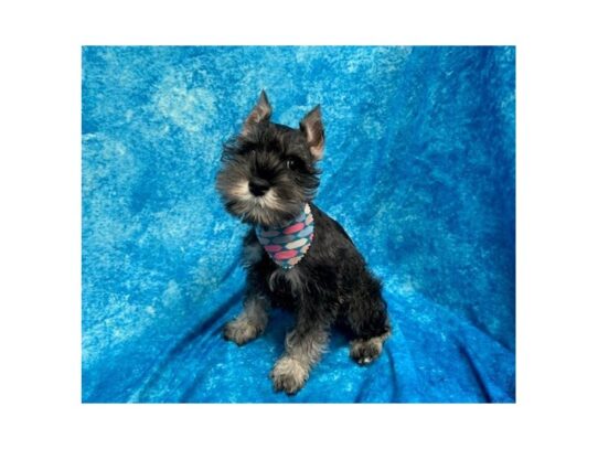 Miniature Schnauzer-DOG-Female-Salt / Pepper-13777-Petland Pensacola, Florida