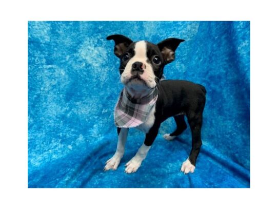 Boston Terrier-DOG-Female-Black / White-13773-Petland Pensacola, Florida