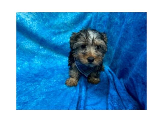 Yorkshire Terrier DOG Male Black / Tan 13782 Petland Pensacola, Florida