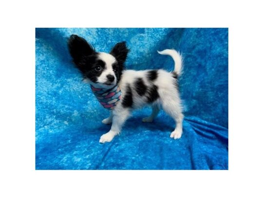 Papillon DOG Female Black / White 13779 Petland Pensacola, Florida