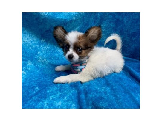 Papillon DOG Female Sable / White 13780 Petland Pensacola, Florida