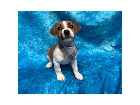 Jack Russell Terrier DOG Female Brown / White 13784 Petland Pensacola, Florida