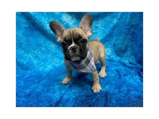 French Bulldog DOG Female Fawn 13785 Petland Pensacola, Florida