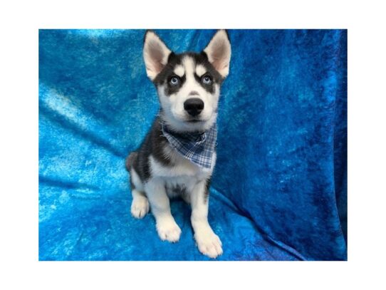 Siberian Husky DOG Male Black/white 13786 Petland Pensacola, Florida