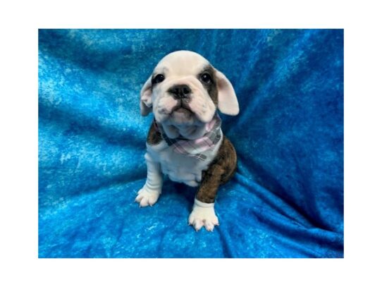 Bulldog DOG Female Brindle / White 13774 Petland Pensacola, Florida