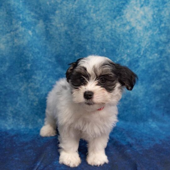 Havanese DOG Male White w/ Black 1162 Petland Pensacola, Florida