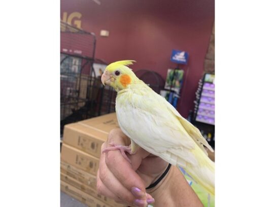 Cockatiel BIRD Lutino 13763 Petland Pensacola, Florida