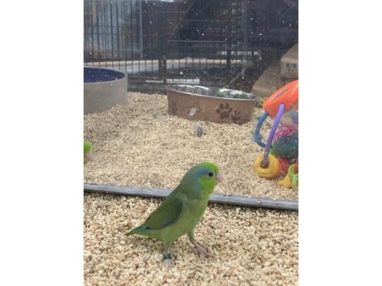 parrotlet-BIRD-Male-Green-13719-Petland Pensacola, Florida