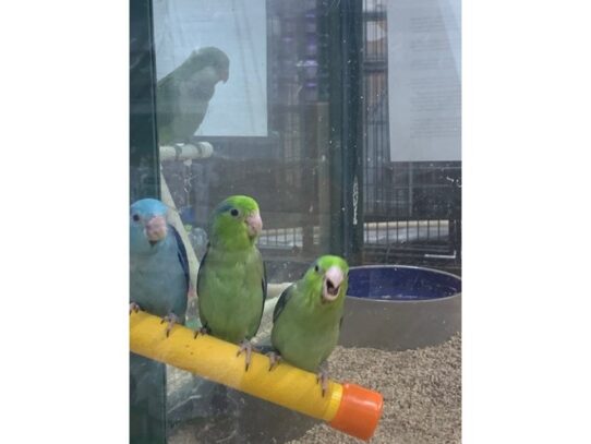 parrotlet BIRD Male Green 13720 Petland Pensacola, Florida