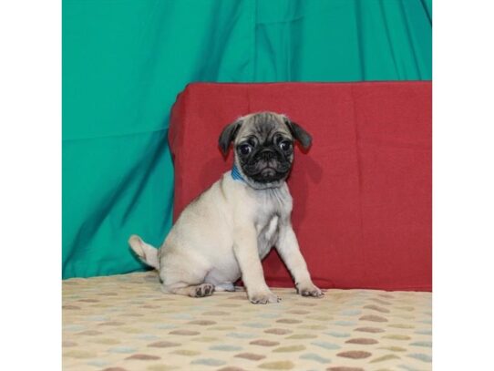 Pug DOG Male Fawn 13788 Petland Pensacola, Florida