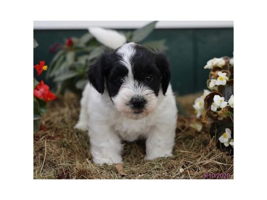 Coton De Tulear DOG Male Black / White 13794 Petland Pensacola, Florida