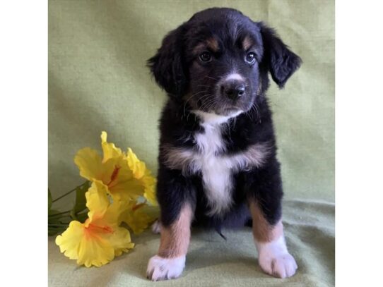 Australian Shepherd-DOG-Male-Black / White-13792-Petland Pensacola, Florida