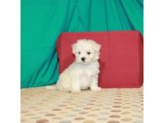 Maltese DOG Female White 13804 Petland Pensacola, Florida