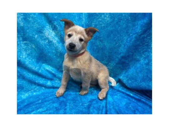 Australian Cattle Dog DOG Female Red 13791 Petland Pensacola, Florida