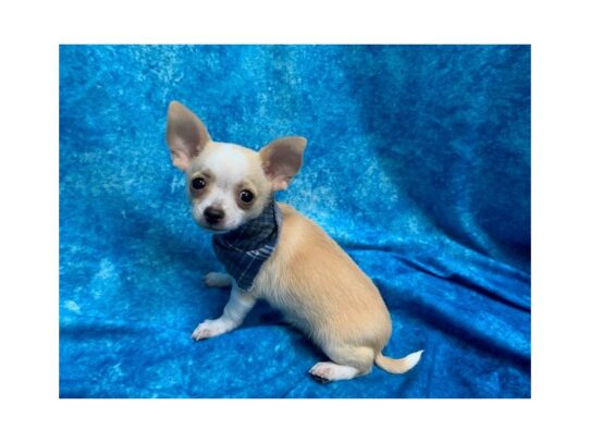 Chihuahua DOG Male Cream 13793 Petland Pensacola, Florida