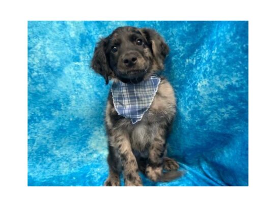 Goldendoodle Mini 2nd Gen DOG Male Blue Merle 13796 Petland Pensacola, Florida