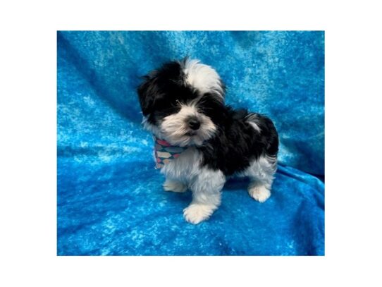 Havanese DOG Female Black / White 13795 Petland Pensacola, Florida