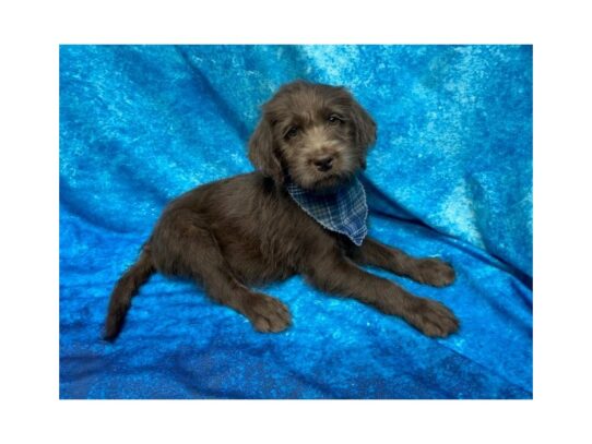 Labradoodle DOG Male Chocolate 13790 Petland Pensacola, Florida