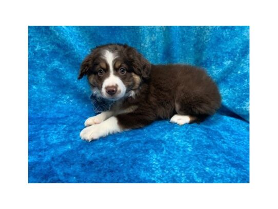 Miniature Australian Shepherd DOG Male Red / White 13803 Petland Pensacola, Florida