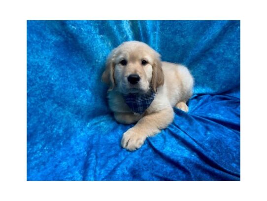 Golden Retriever DOG Male Golden 13802 Petland Pensacola, Florida