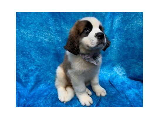 Saint Bernard DOG Female Brown / White 13798 Petland Pensacola, Florida