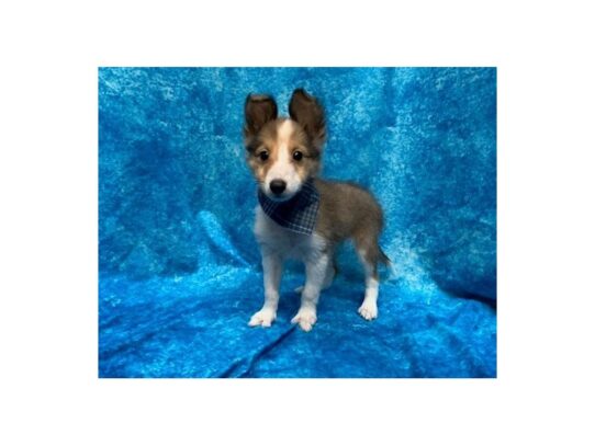 Shetland Sheepdog DOG Male Sable / White 13799 Petland Pensacola, Florida