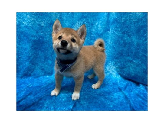 Shiba Inu DOG Male Red 13800 Petland Pensacola, Florida