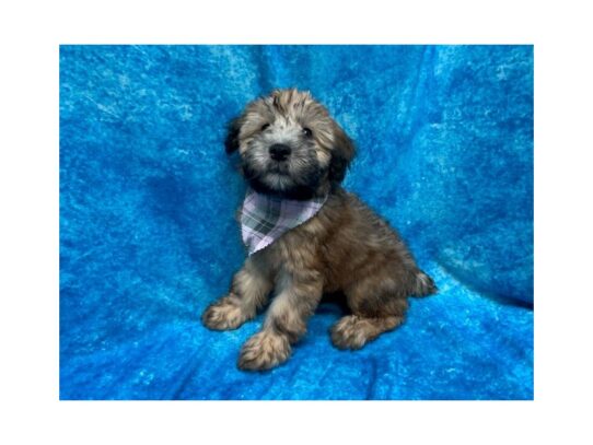 Soft Coated Wheaten Terrier DOG Female Wheaten 13801 Petland Pensacola, Florida