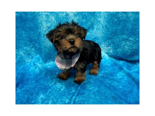 Yorkshire Terrier DOG Female Black / Tan 13789 Petland Pensacola, Florida