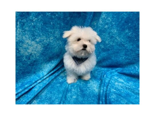 Maltese DOG Male White 13805 Petland Pensacola, Florida