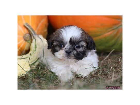 Shih Tzu DOG Male Sable / White 13812 Petland Pensacola, Florida