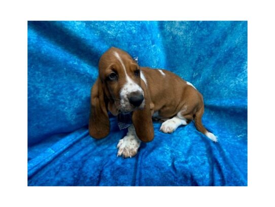 Basset Hound DOG Male Red / White 13814 Petland Pensacola, Florida