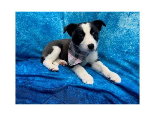 Border Collie DOG Female Black / White 13815 Petland Pensacola, Florida