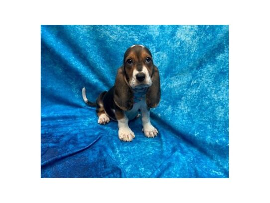 Basset Hound DOG Female Black White / Tan 13822 Petland Pensacola, Florida