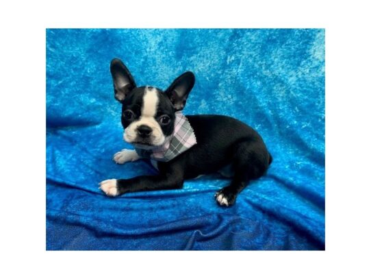 Boston Terrier DOG Female Black / White 13825 Petland Pensacola, Florida